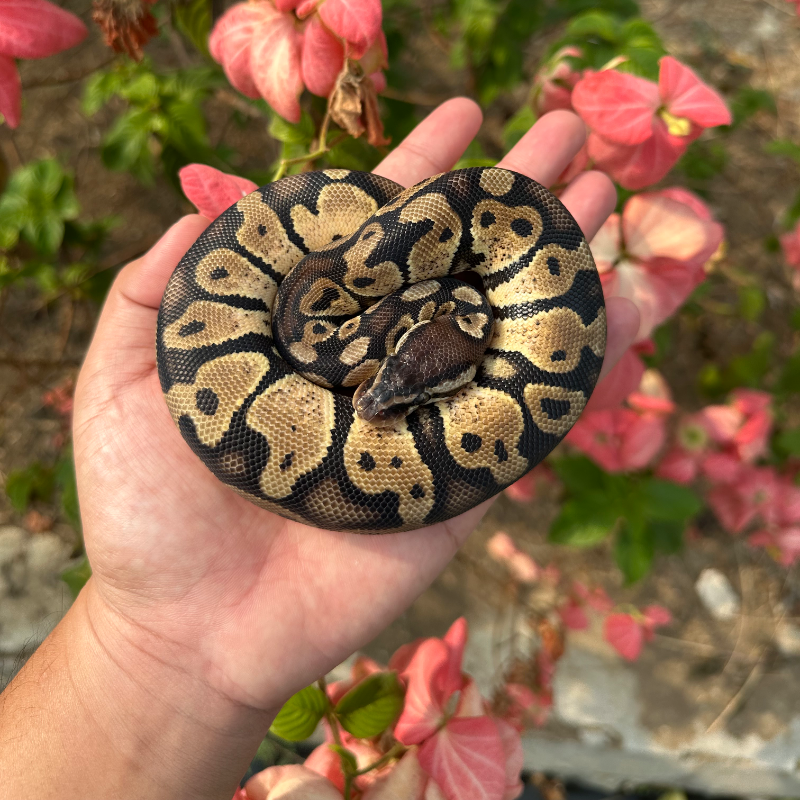 Pastel Het Axantic VPI