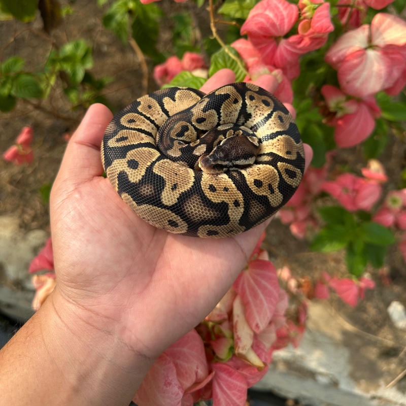 Pastel Het Axantic VPI