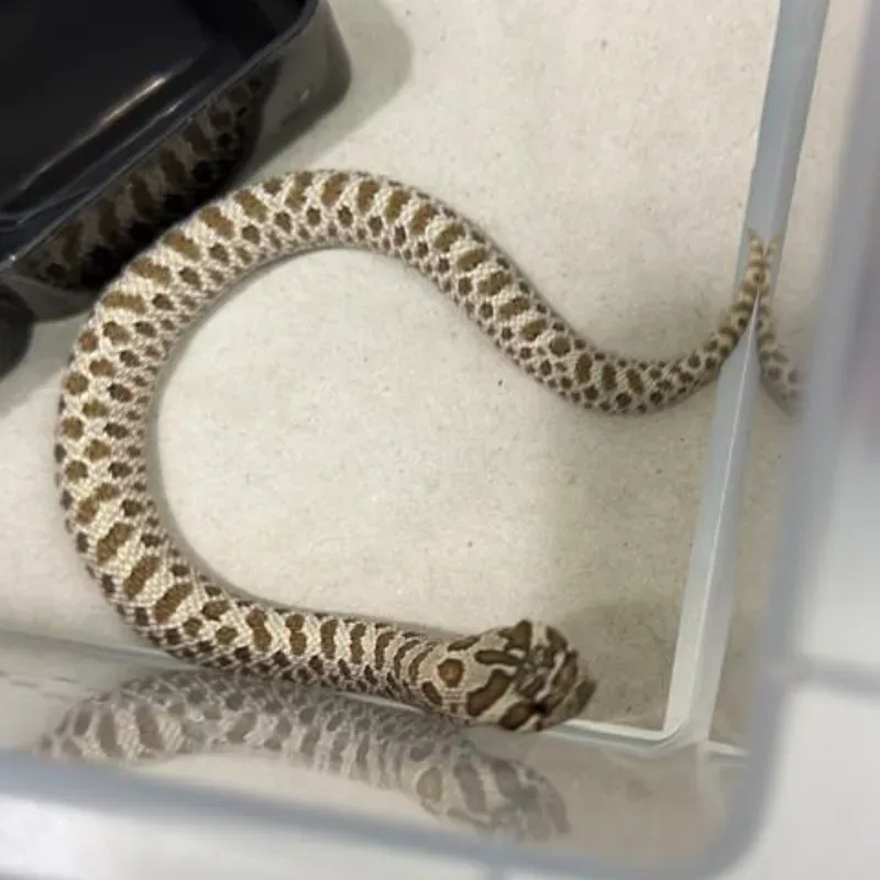Arctic Het Sable Het Albino