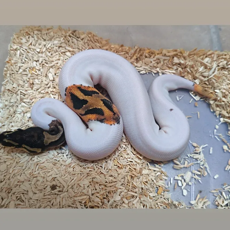 Pied het Lavender