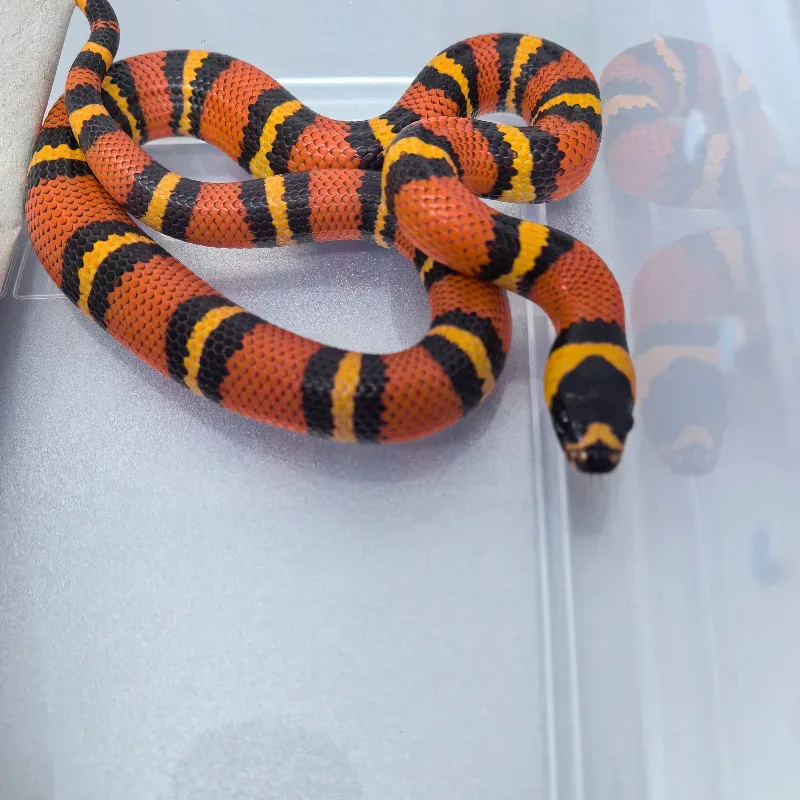 Honduran MS Tangerine