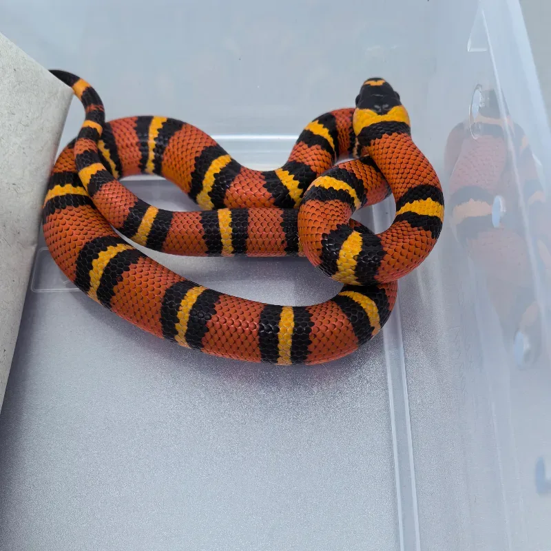 Honduran MS Tangerine