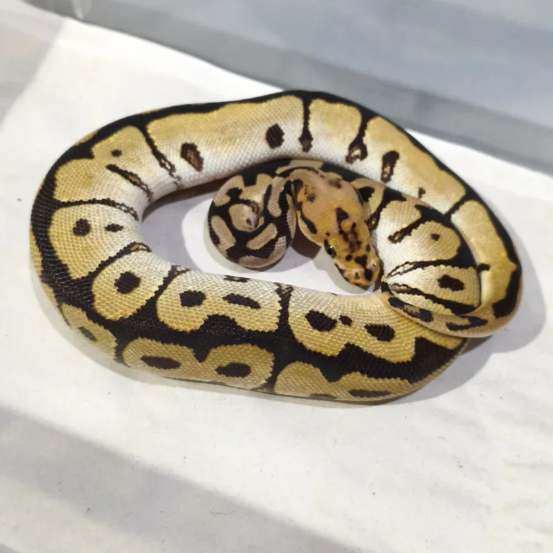 Spotnose Clown Het Desert Ghost