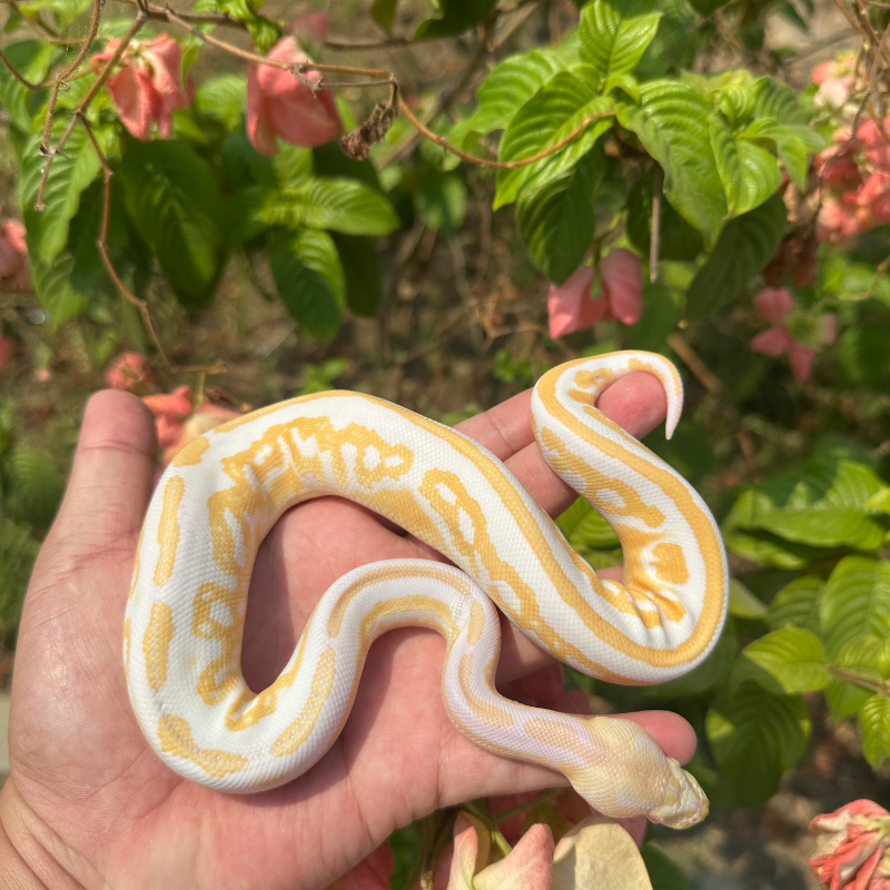 Albino blackpastel het pied