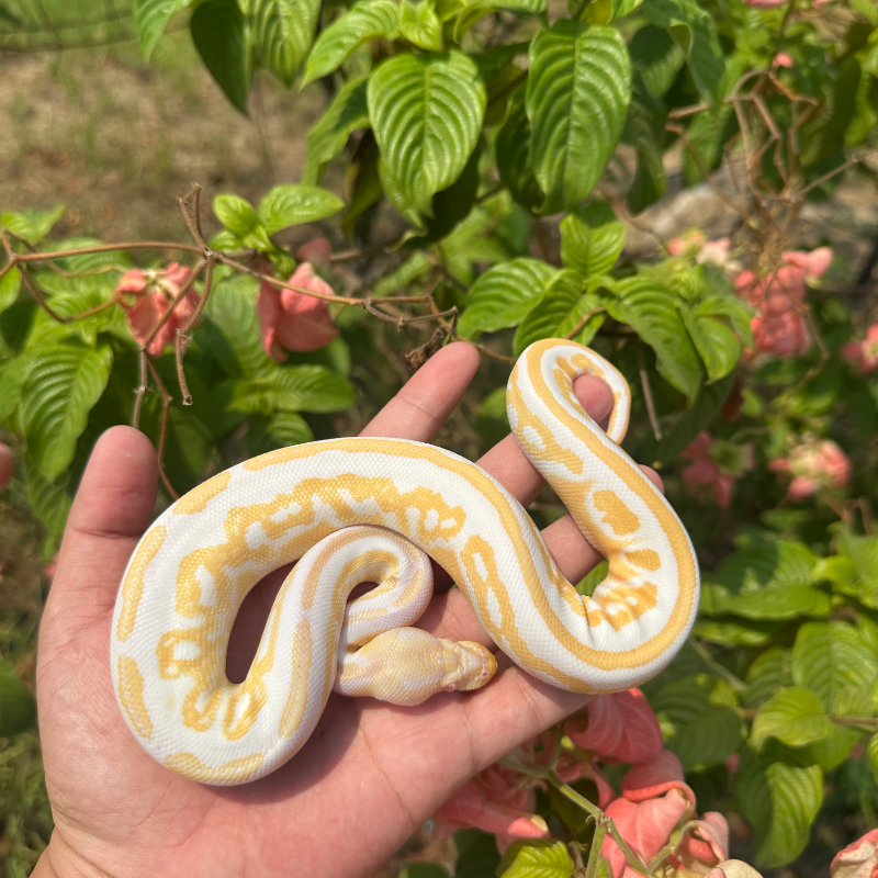 Albino blackpastel het pied