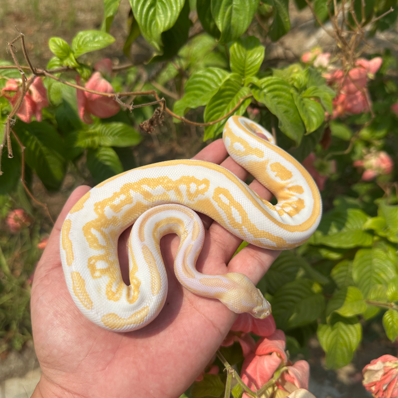Albino blackpastel het pied