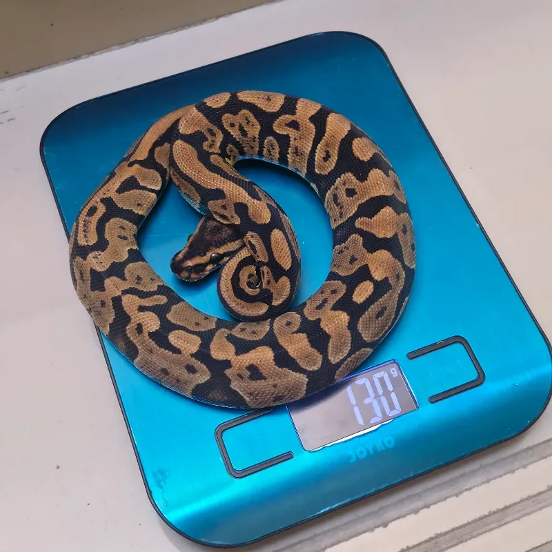 Acid Het Clown