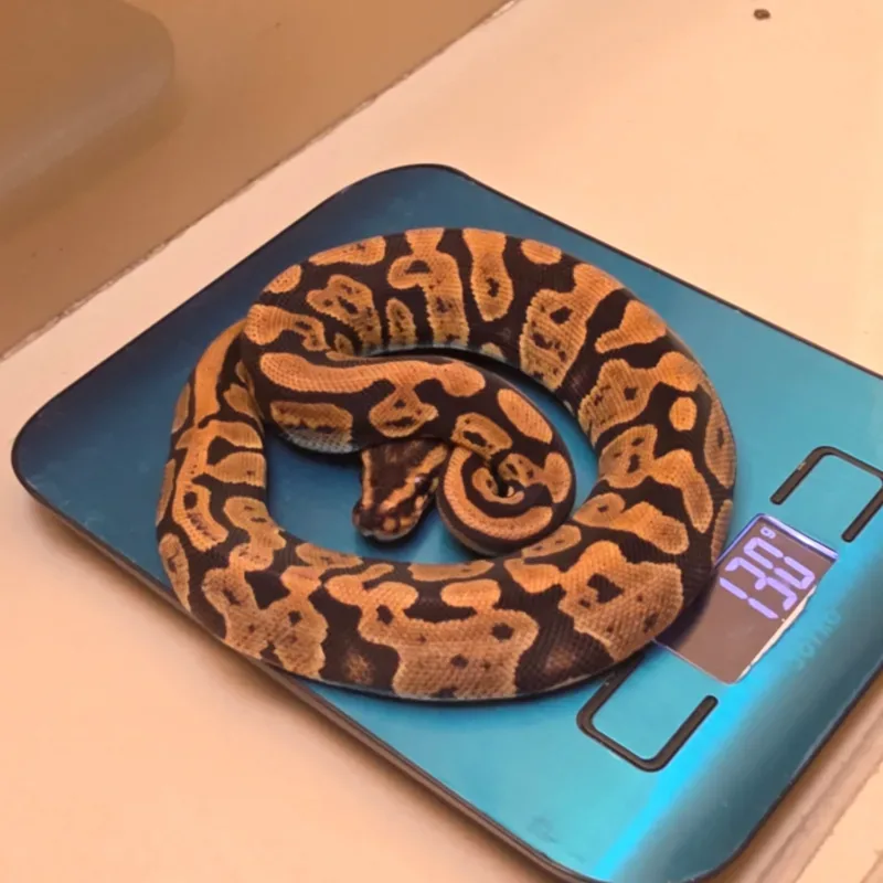 Acid Het Clown