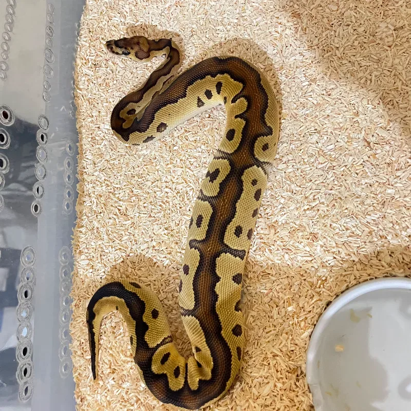 spotnose yellowbelly clown