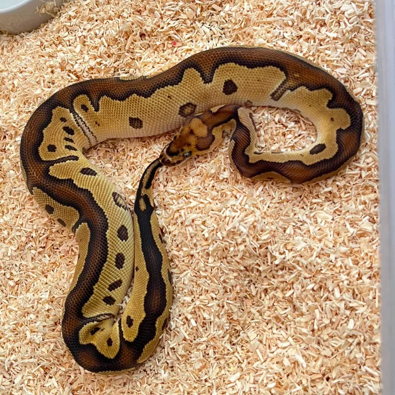 spotnose yellowbelly clown