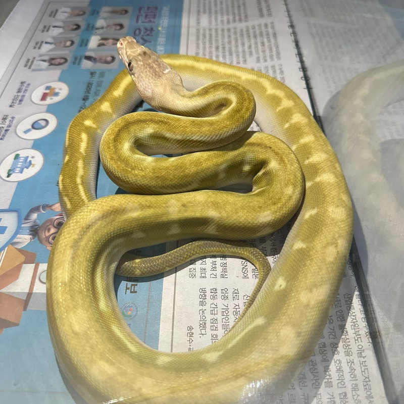 Super Bacan/Bacan Emeraldo