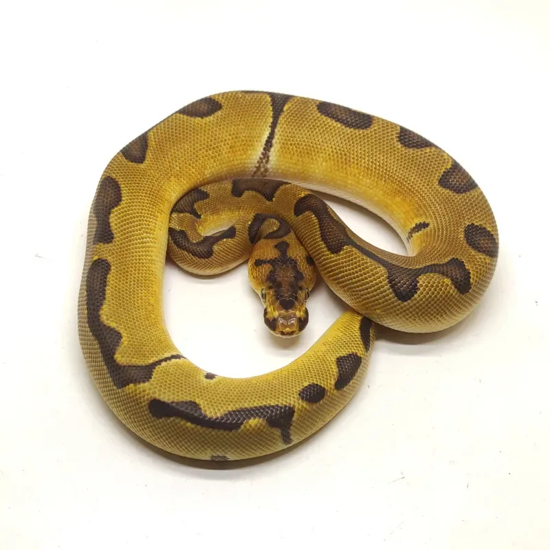 Enchi Clown Het Lavender Albino 2