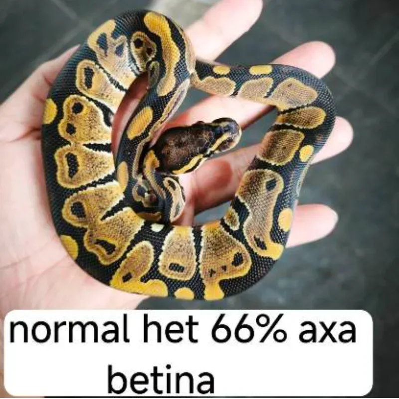Normal het 66% axanthic