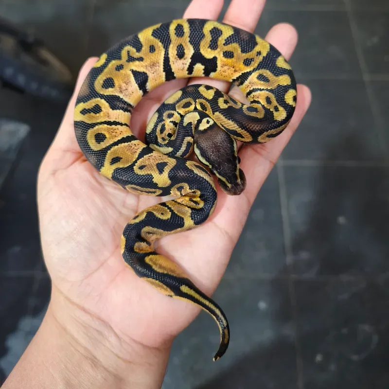 pastel het 66% axanthic