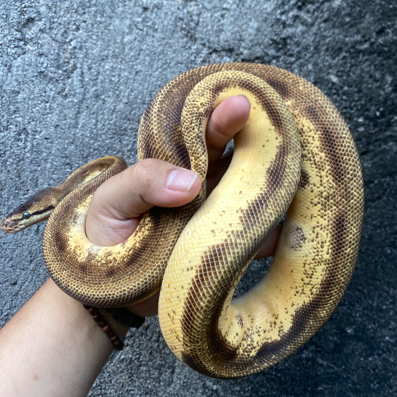 Orange Dream Enchi Genetic Stripe