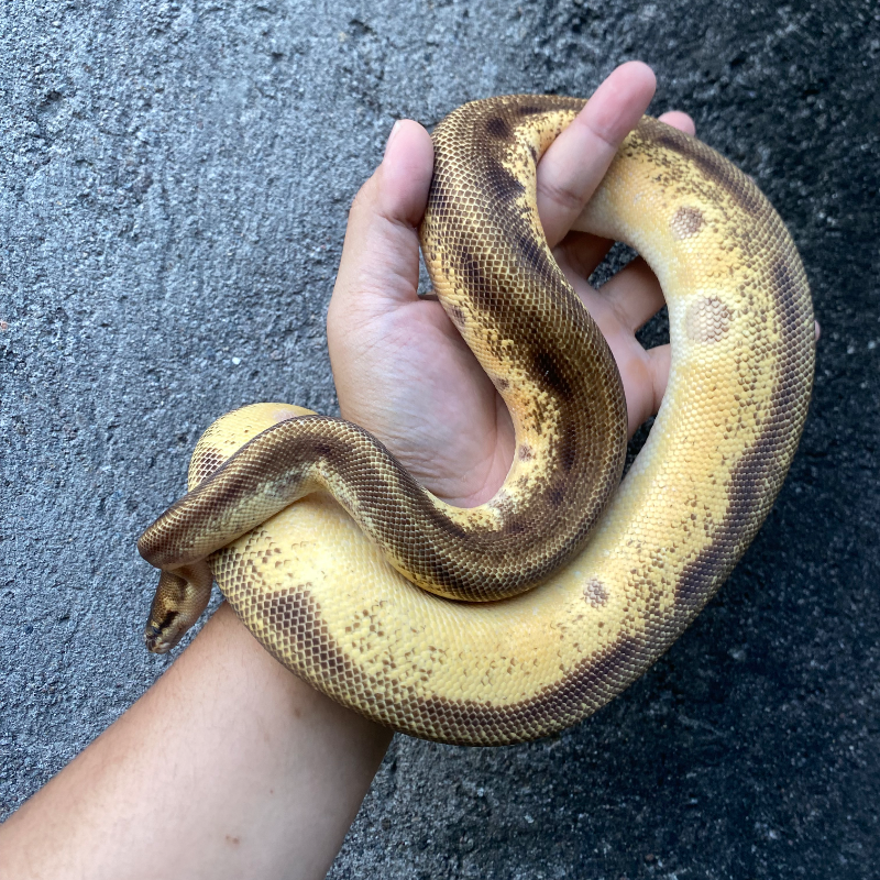 Orange Dream Enchi Genetic Stripe