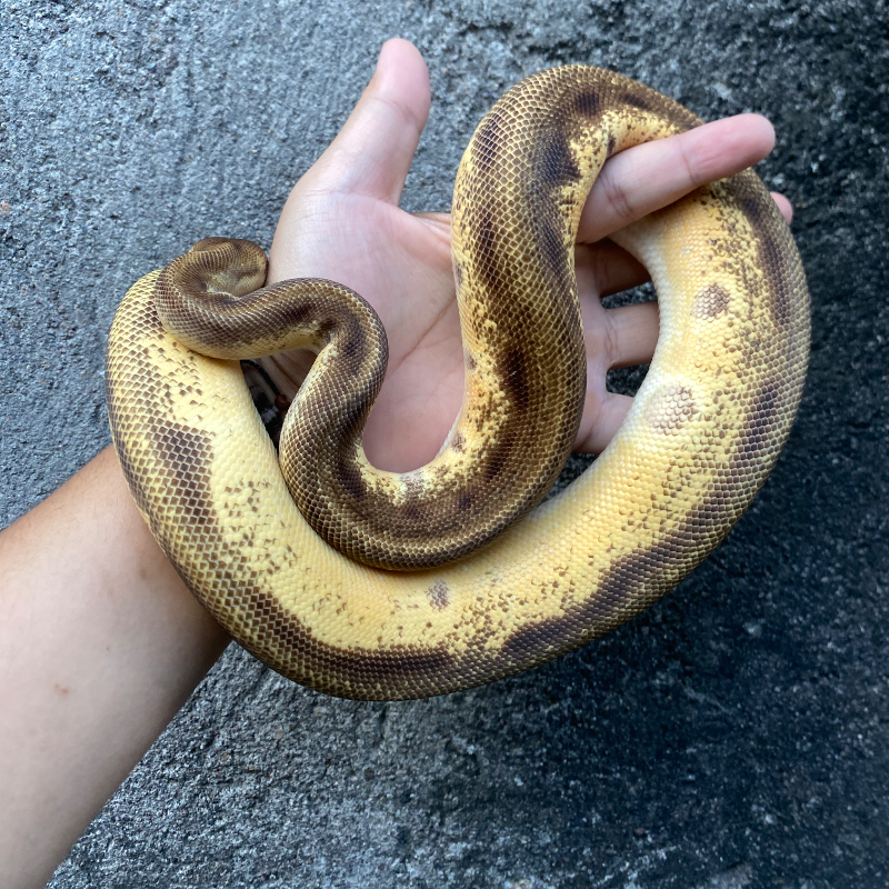 Orange Dream Enchi Genetic Stripe