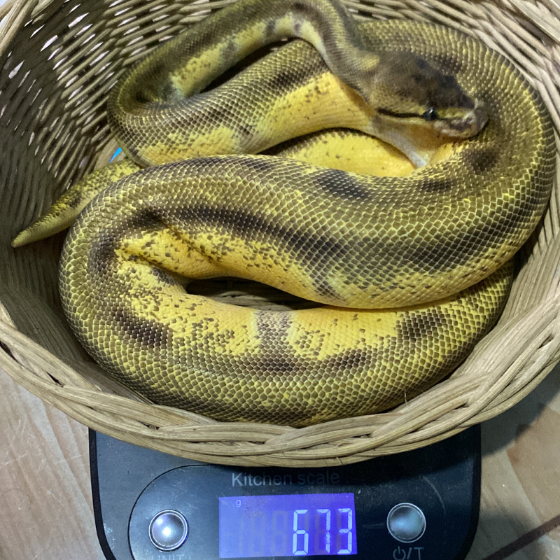 Orange Dream Enchi Genetic Stripe