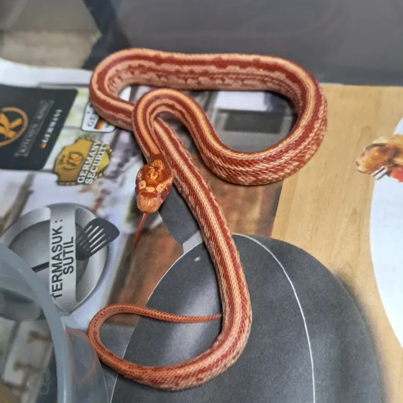 Amel tessera hybrid (75%corn 25%milk)