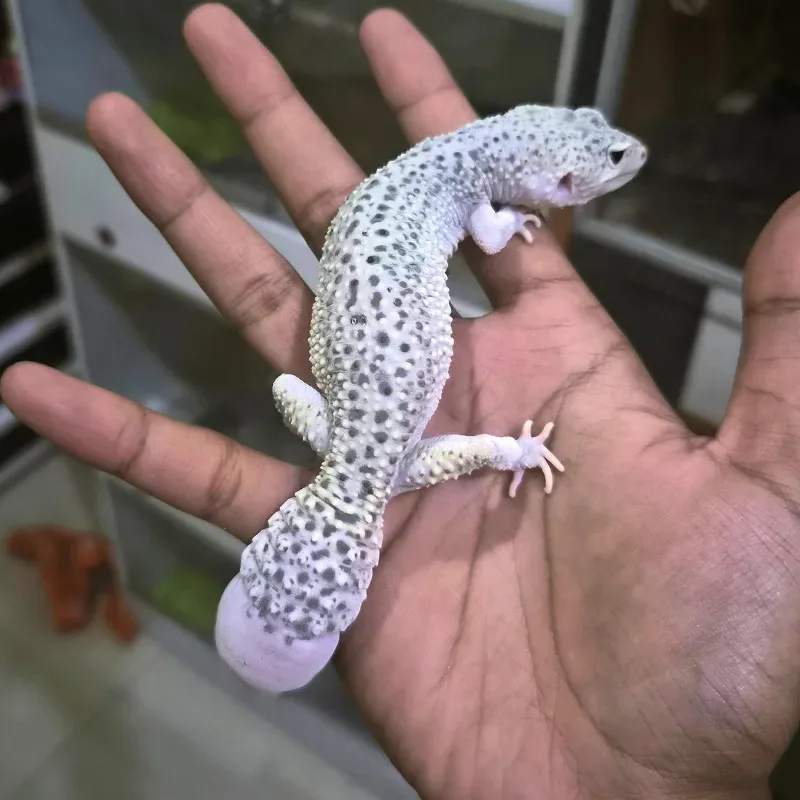 Gecko Ms Eclipse H. DB