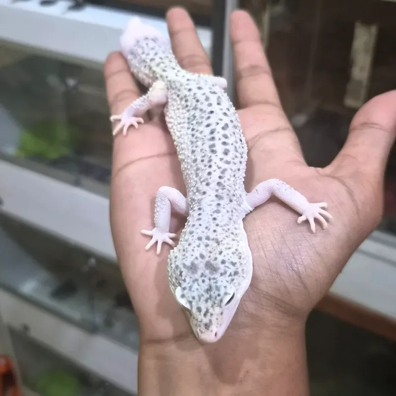 Gecko Ms Eclipse H. DB