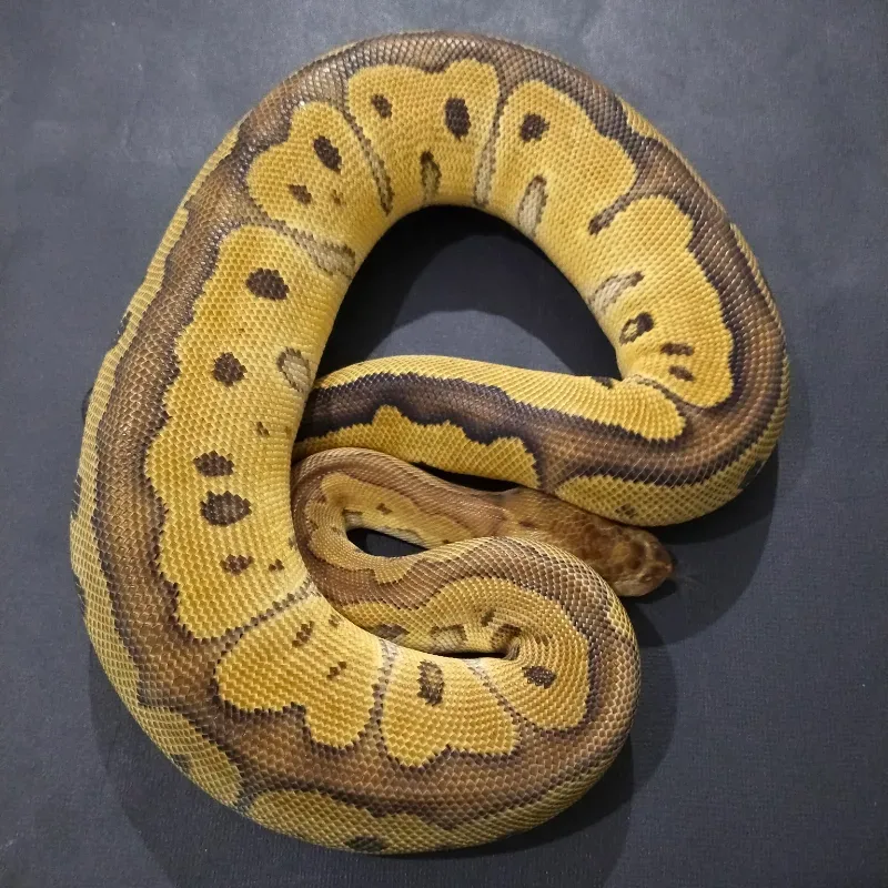 (Red Stripe) Clown Het Desert Ghost