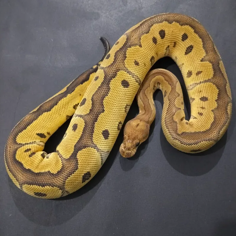 (Red Stripe) Clown Het Desert Ghost