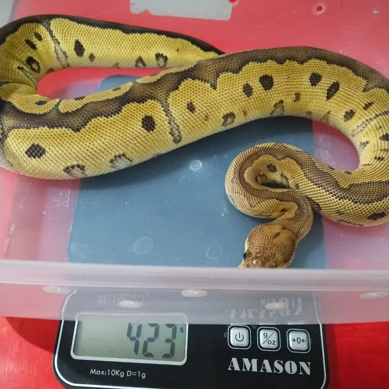 (Red Stripe) Clown Het Desert Ghost