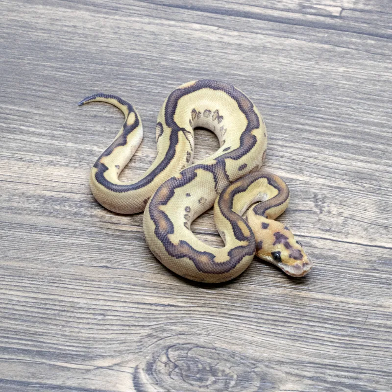 Red Stripe Lesser Leopard Clown