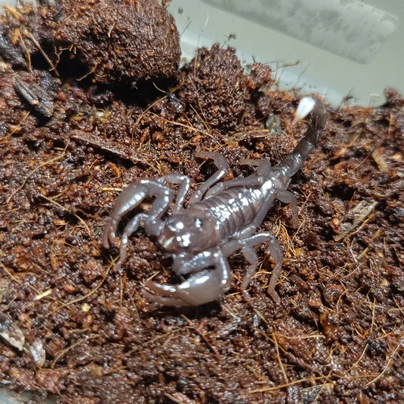Kalajengking longimanus