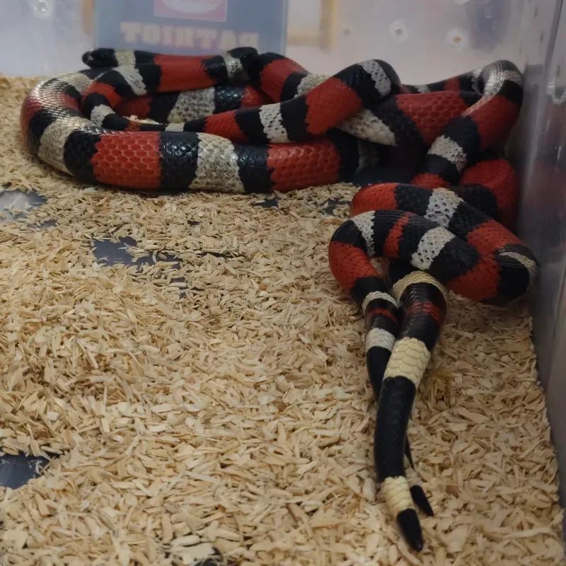 PAKET BREEDING