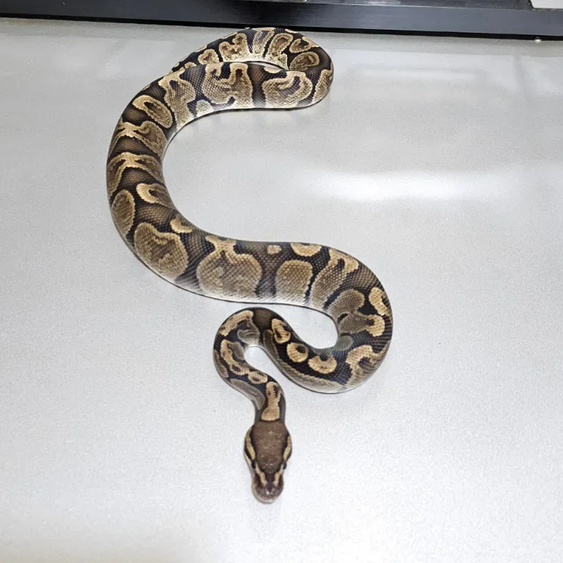 GHI Het Axanthic VPI