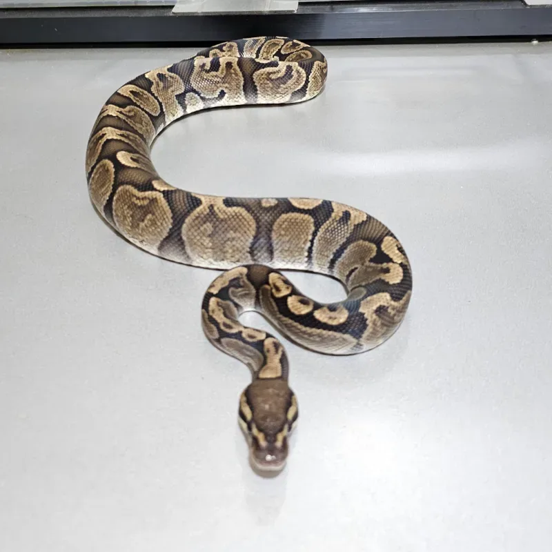 GHI Het Axanthic VPI 2