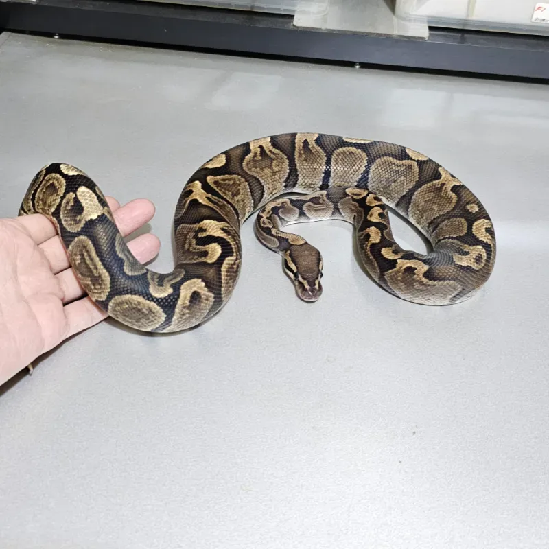 GHI Het Axanthic VPI 3