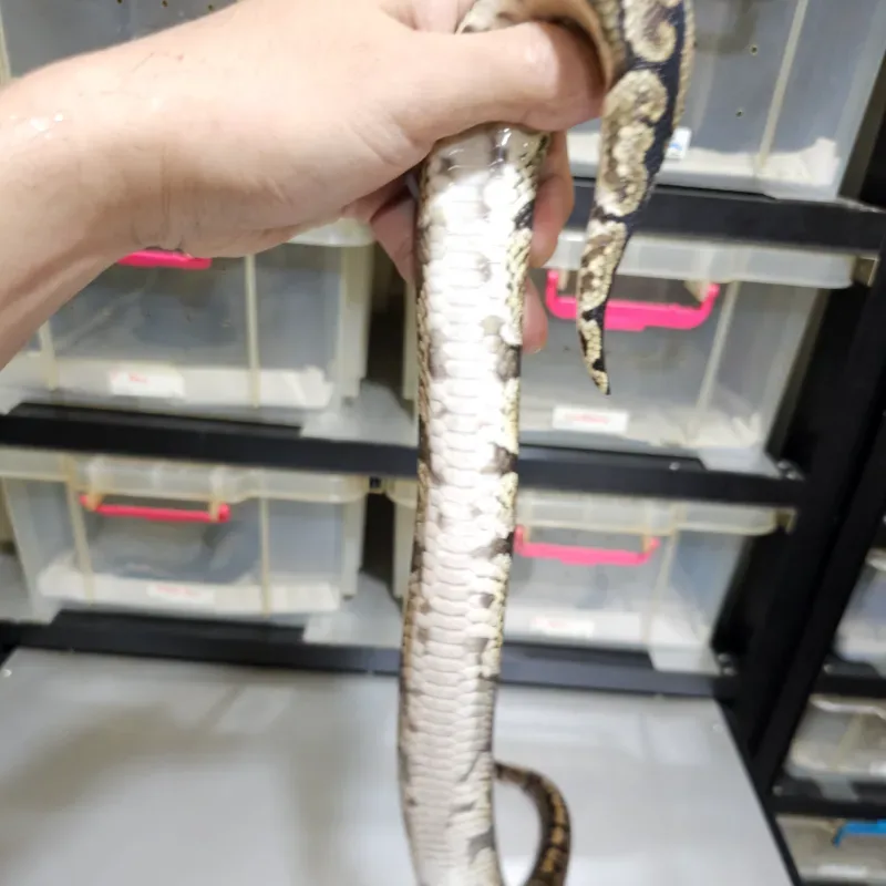 GHI Het Axanthic VPI 4