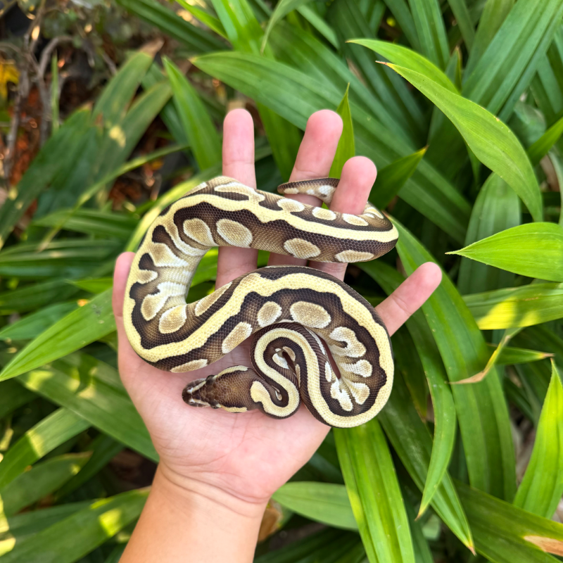 Lesser