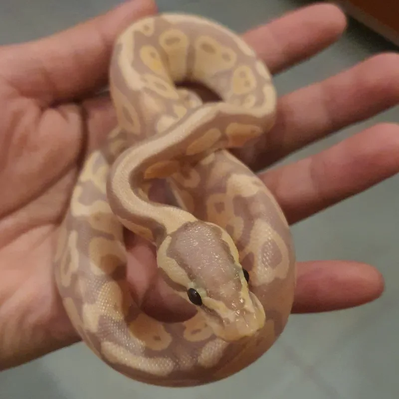 Banana Pastel Het Pied 2