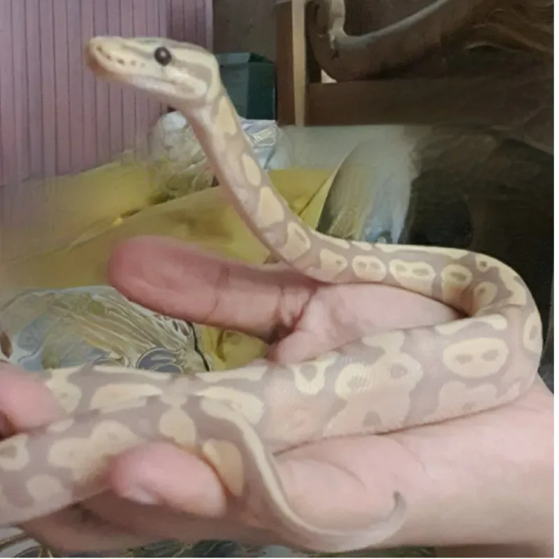 Banana Pastel Het Pied 3