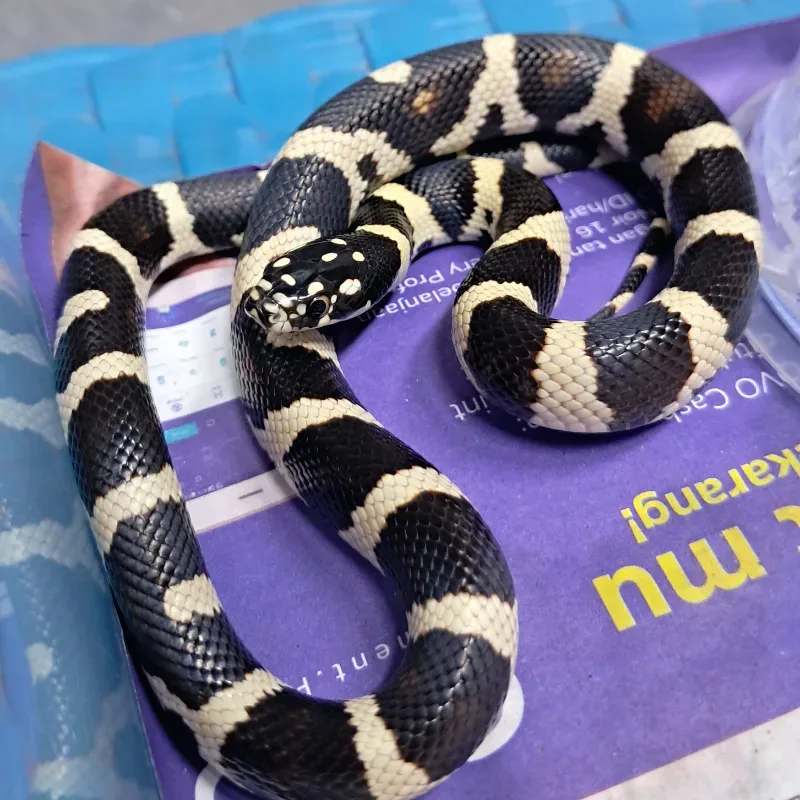 Nelcalcorn