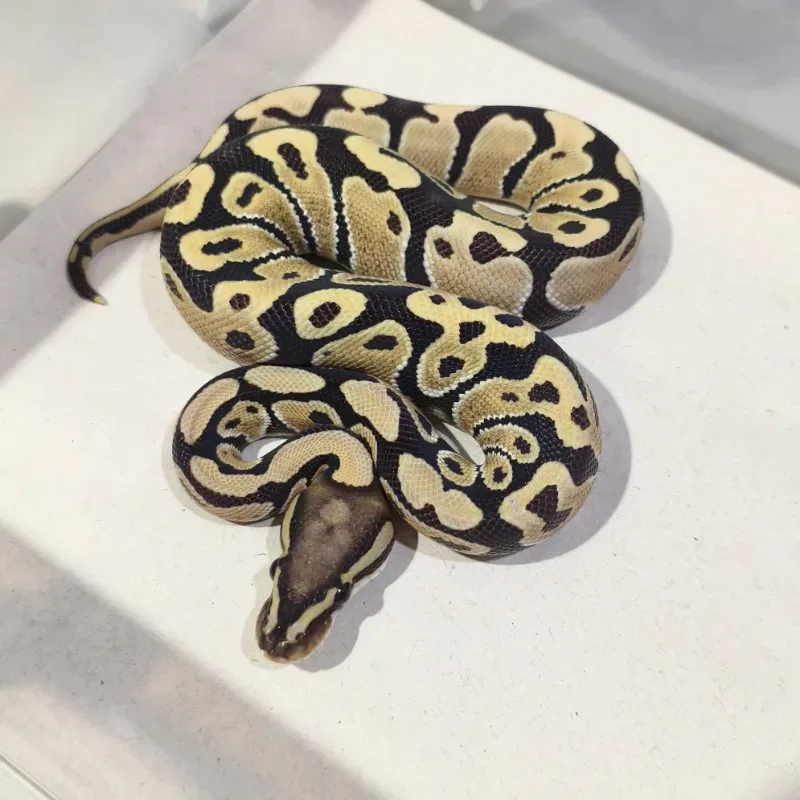 Desert Ghost Pos Het Axanthic VPI