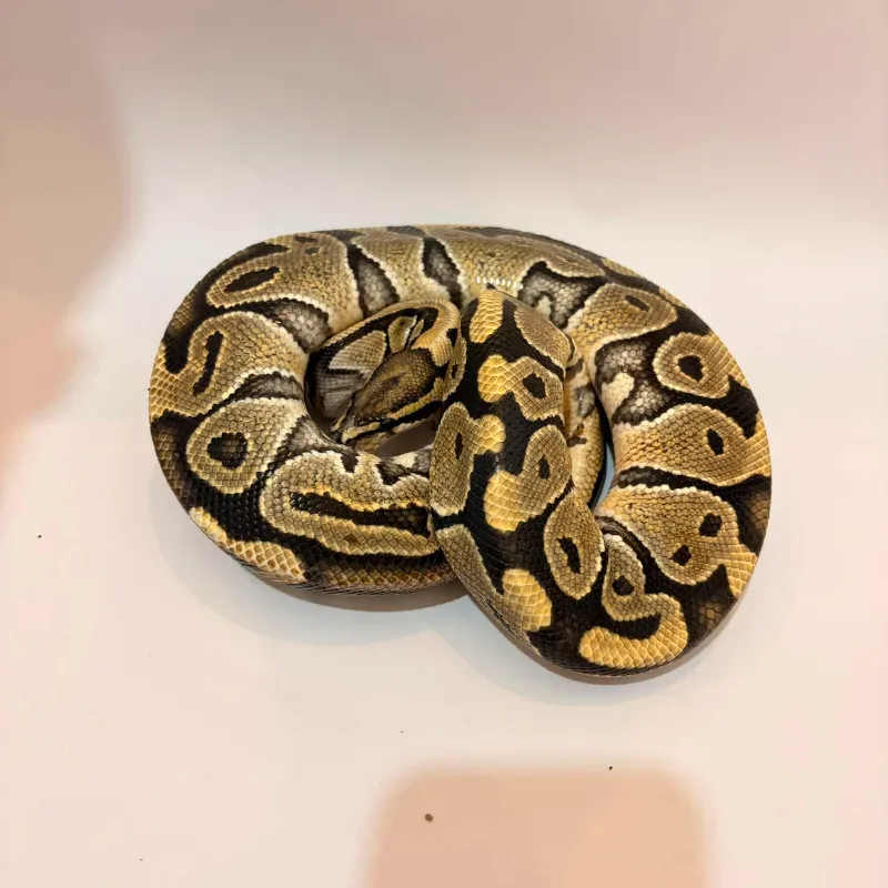Hypo