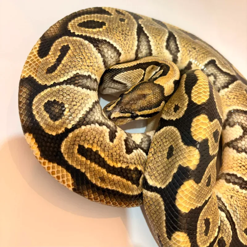 Hypo