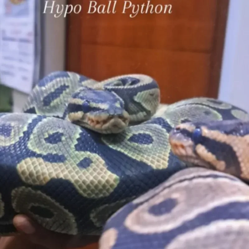 Hypo