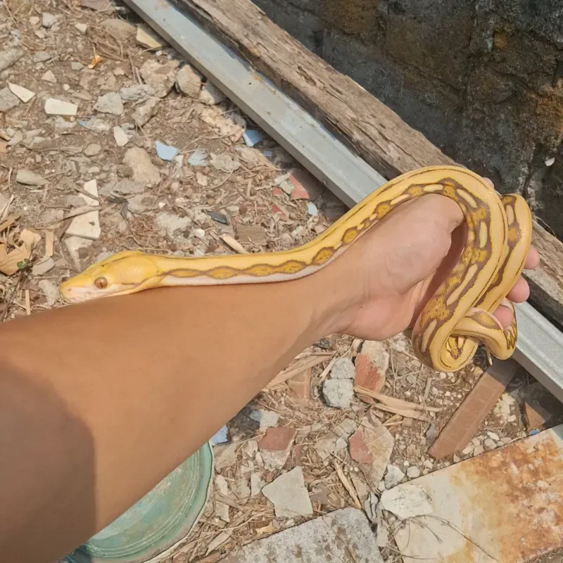 RETIC CARAMEL