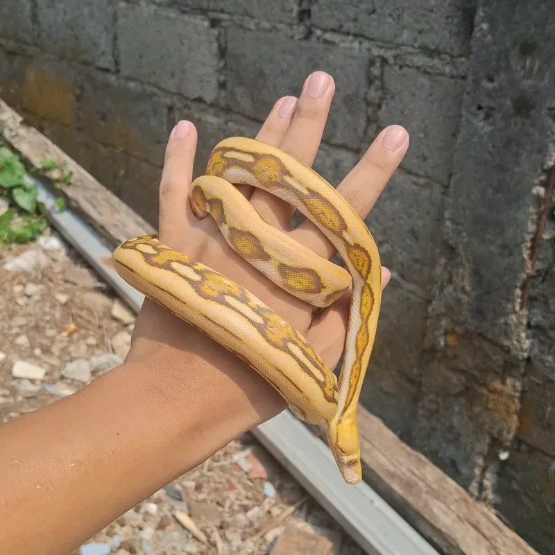 RETIC CARAMEL