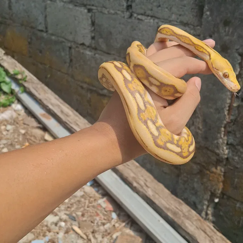 RETIC CARAMEL