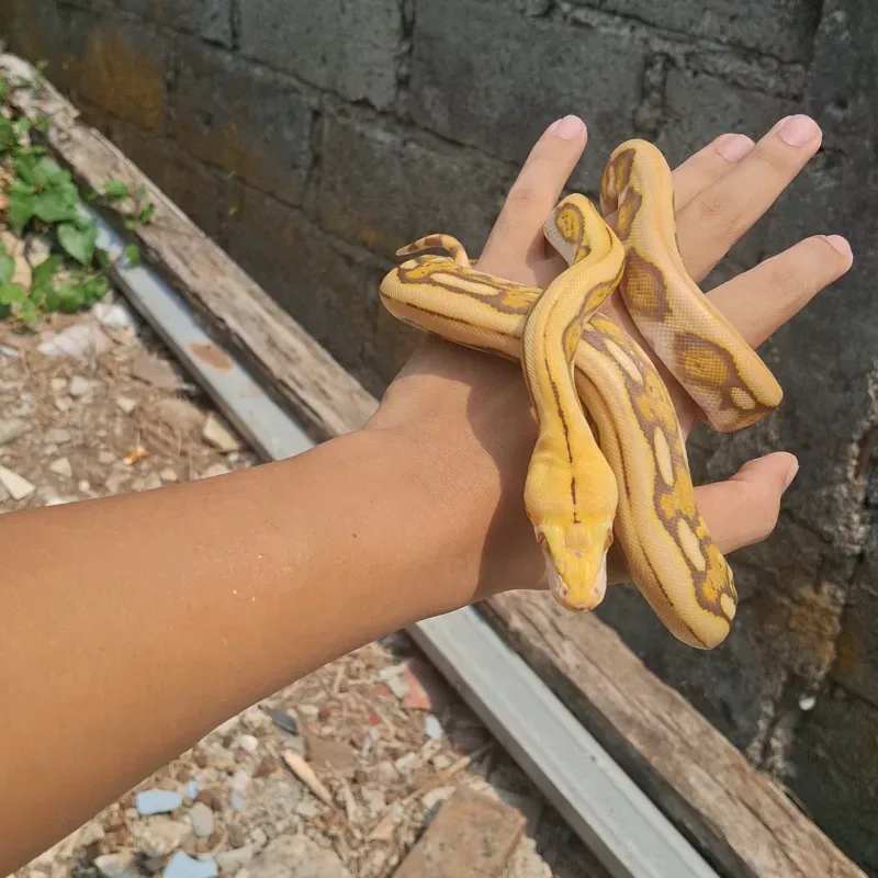 RETIC CARAMEL