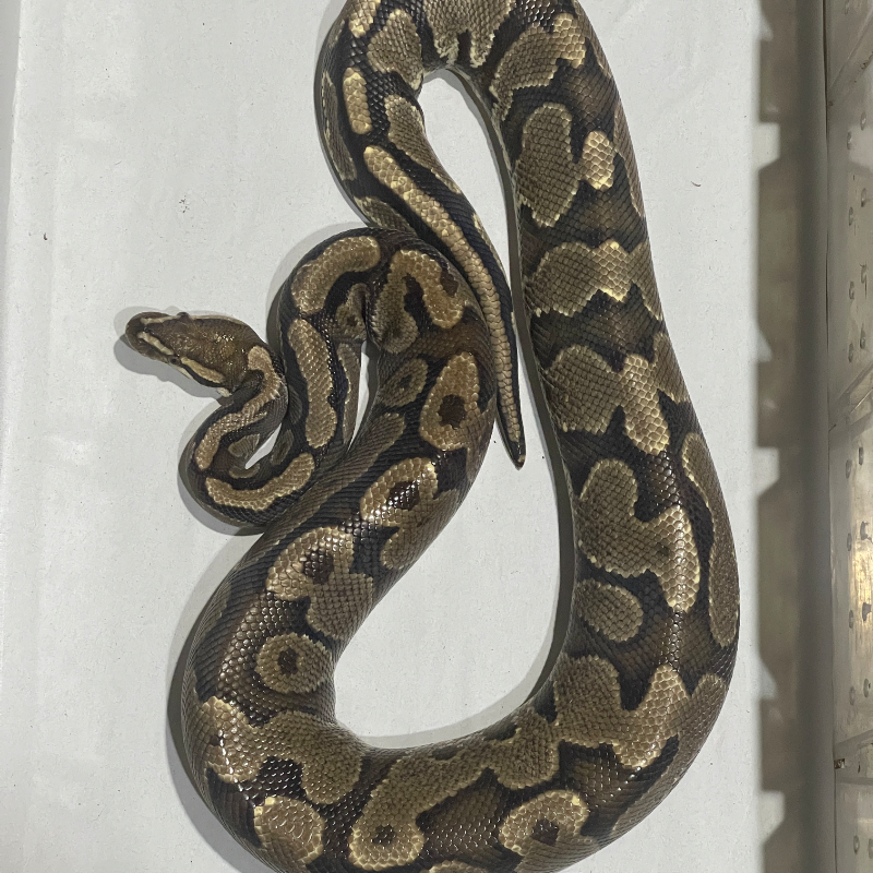 Red Stripe Yellowbelly Het Lavender Albino Pos Het Pied