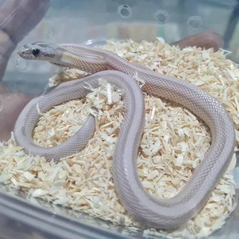 Ghost Stripe