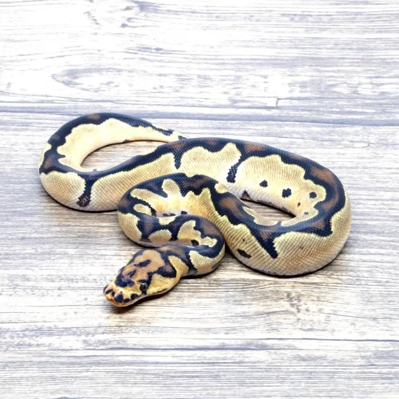 Super Orange Dream Clown 66% Het Pied Pos Het Desert Ghost